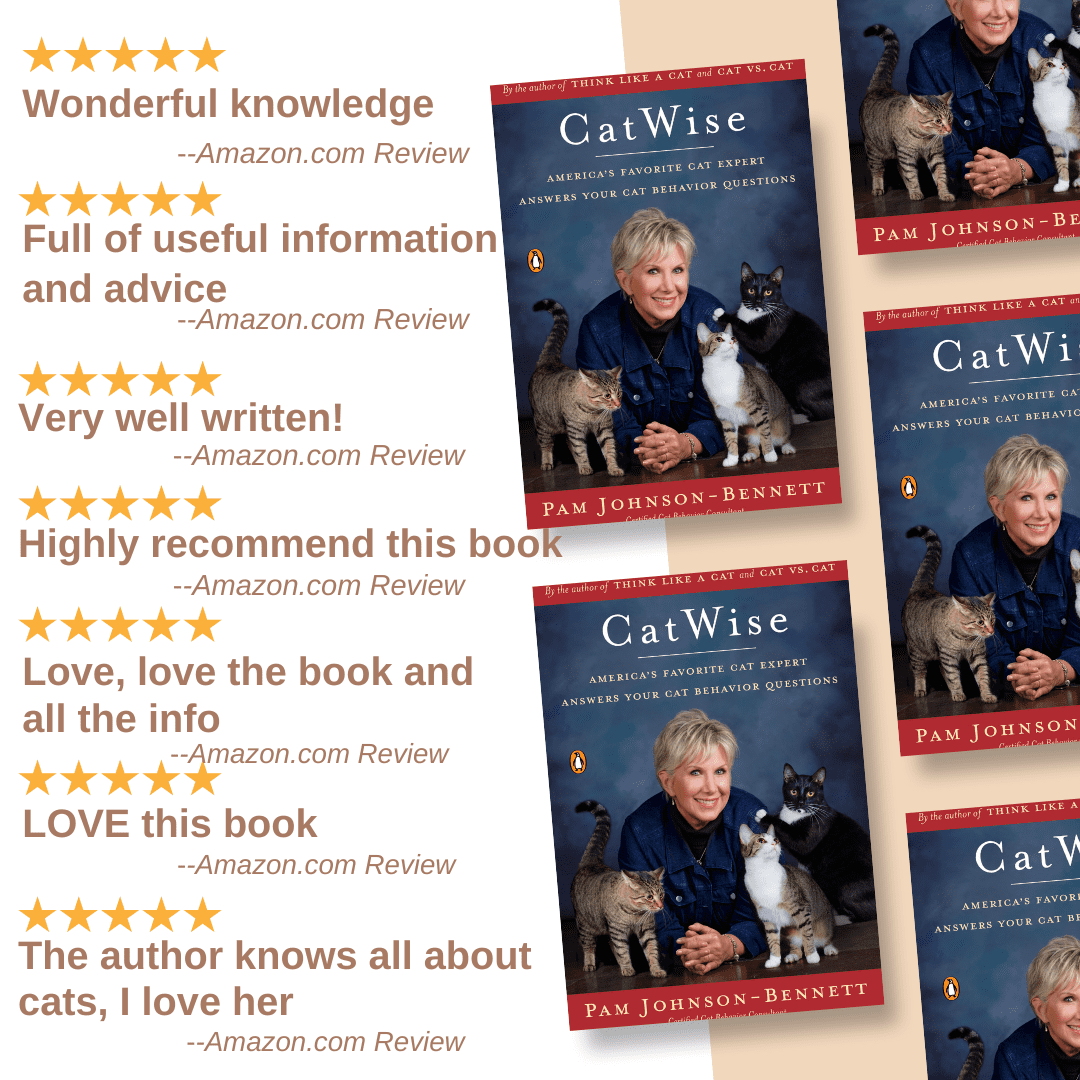 Top Tips for New Kitten Owners The Basic Kitten Habits