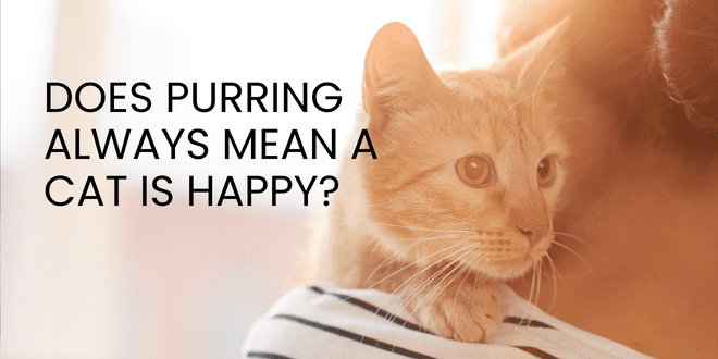 Does Purring Always Mean a Cat is Happy? Does Purring Always Mean a Cat is Happy?