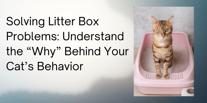 Resolvendo problemas de caixa sanitária: entenda o “porquê” do comportamento do seu gato