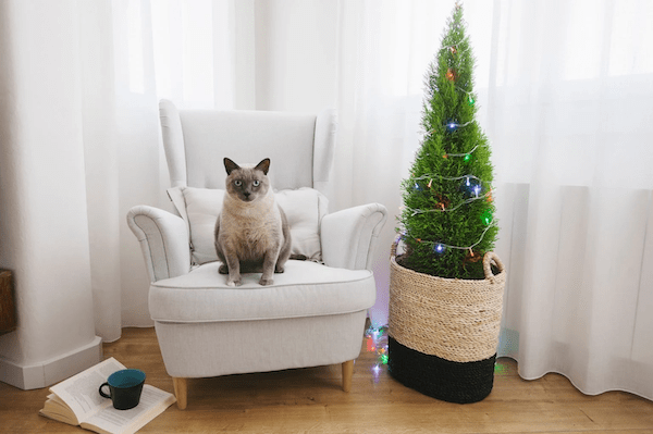 Are Christmas Trees Toxic to Cats? - Cat Behavior Help