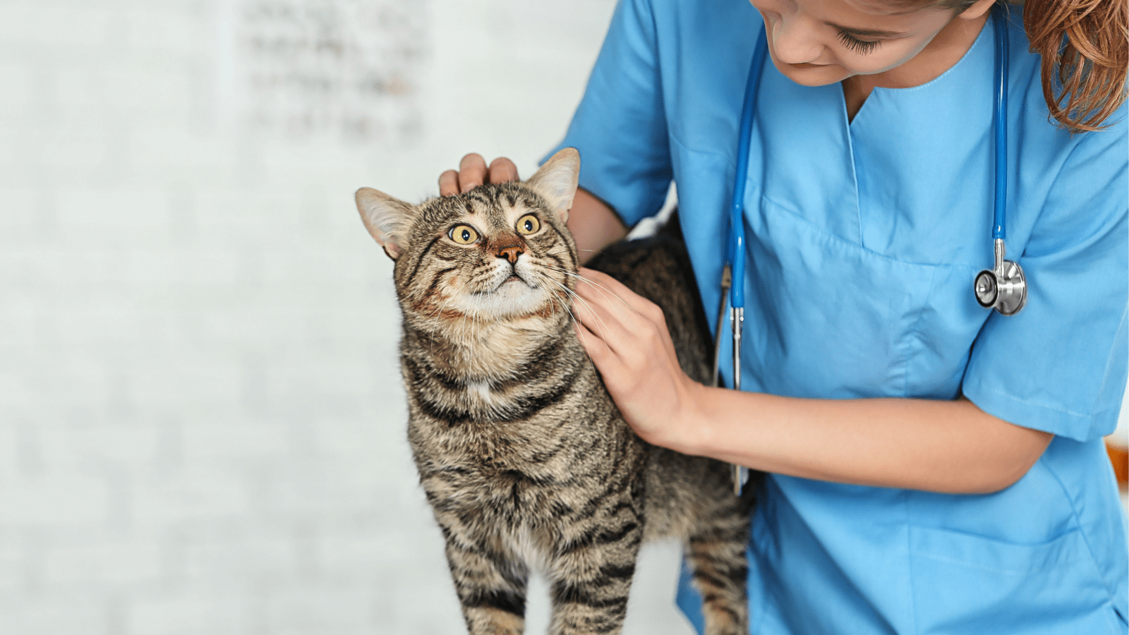 How to treat kidney disease in cats Ceva Santé Animale