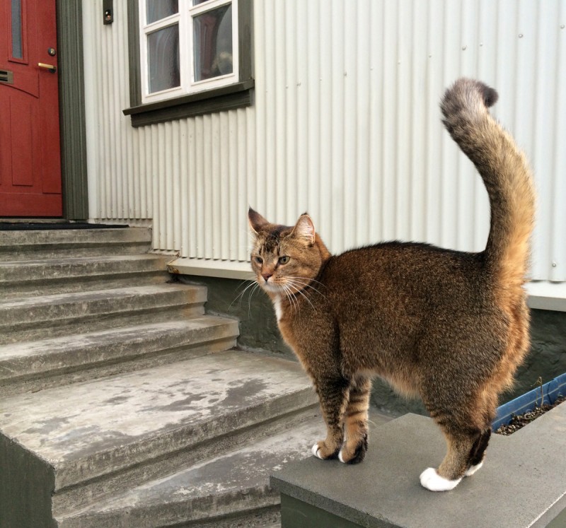 Iceland in the Heart of Winter Cat Bordhi