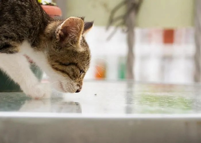 Why Do Cats Like The Smell of Bleach? Cat Breeds FAQ