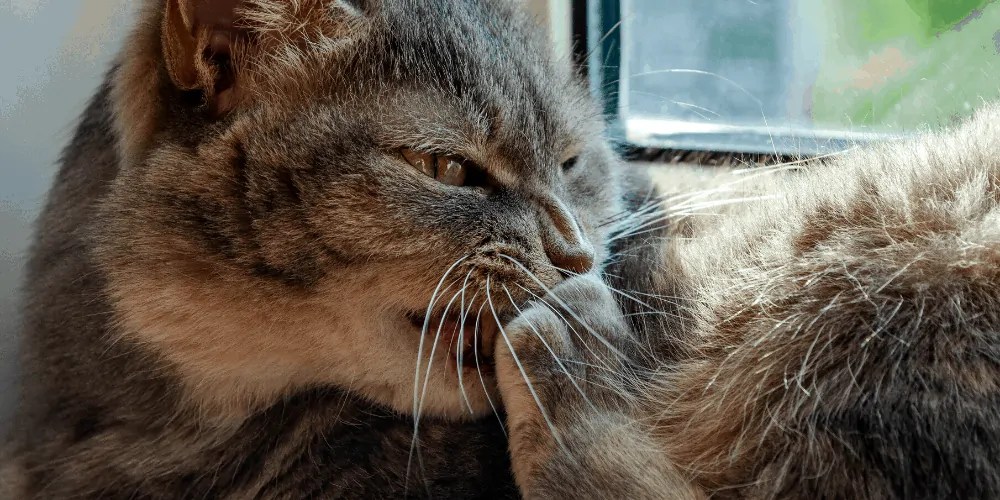 Why Do Cats Bite their Claws or Nails? Cat Breeds FAQ