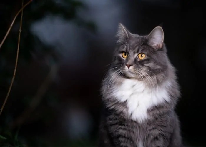 Cats Crying at Night Superstition Cat Breeds FAQ
