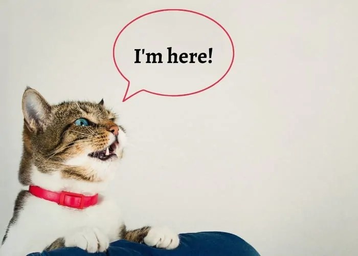 Cats Crying at Night Superstition Cat Breeds FAQ
