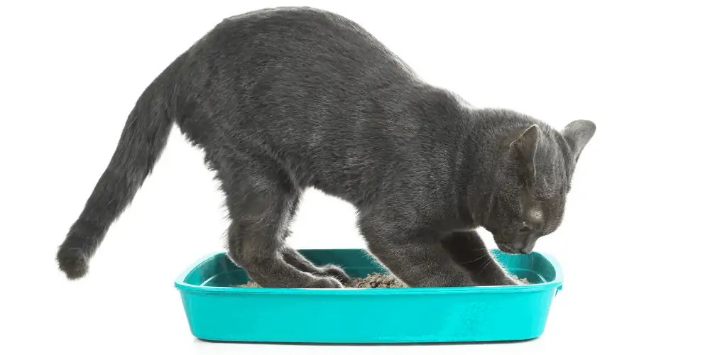Why Do Cats Dig Holes? Cat Breeds FAQ