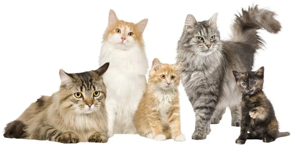 What Do You Call a Group Of Cats? Cat Breeds FAQ