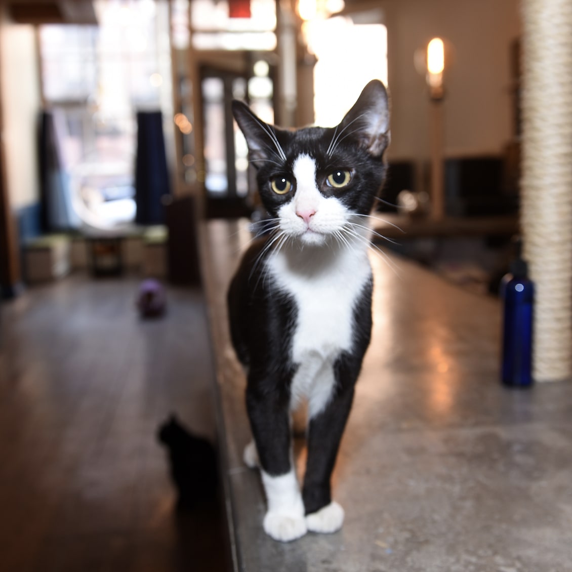 Brooklyn Cat Cafe The only nonprofit cat cafe in New York City