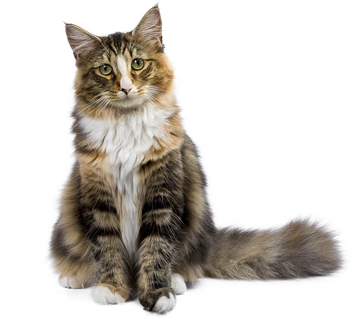 The Cat Care Clinic Veterinary Services Orange, CA Cat Hospital