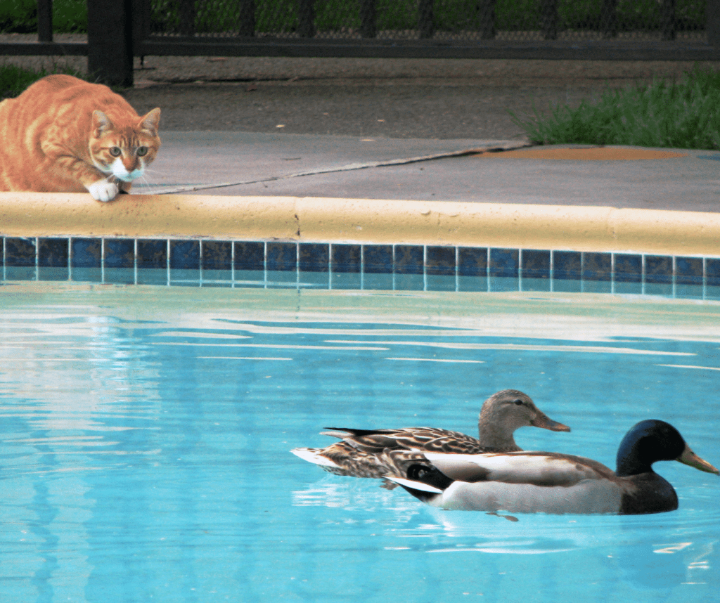 Can Cats Swim? Cat Care Checklist