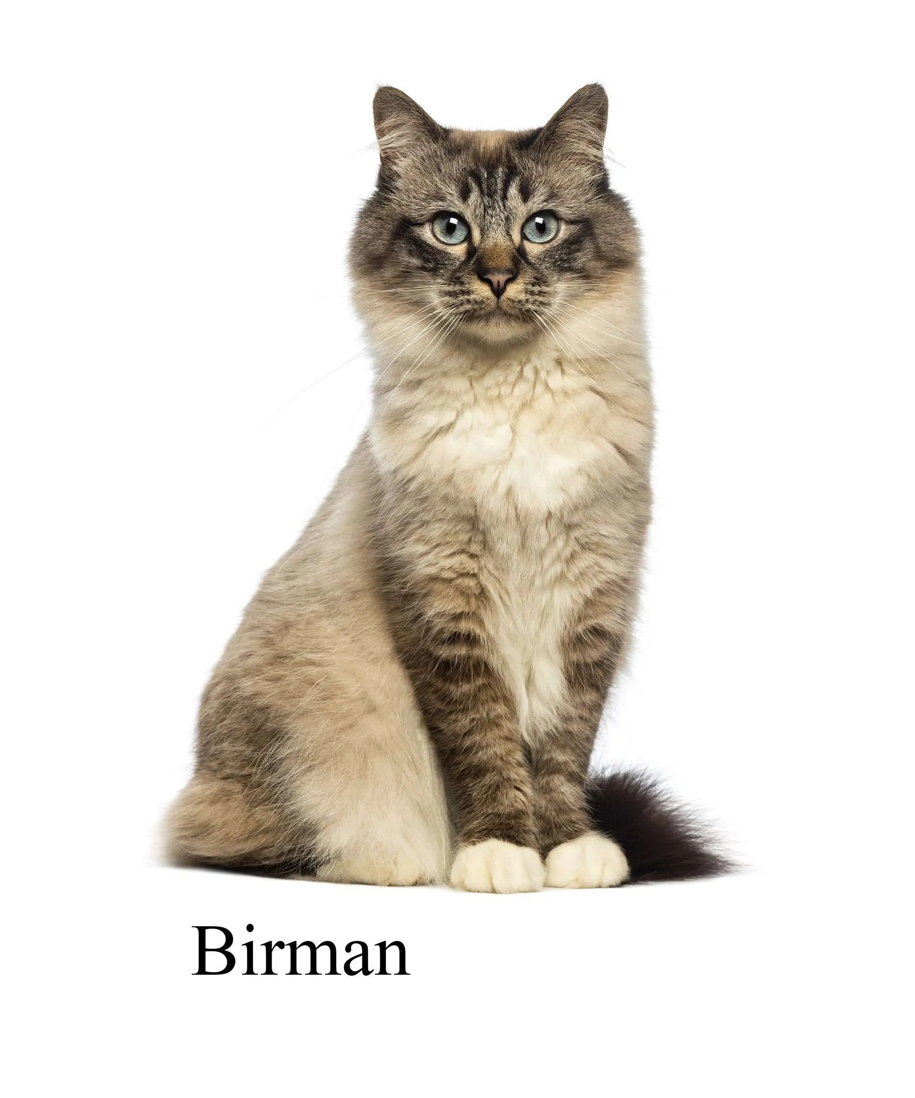 Cat Breeds From Asia 4 Breeds That Originate From Asian Countries!