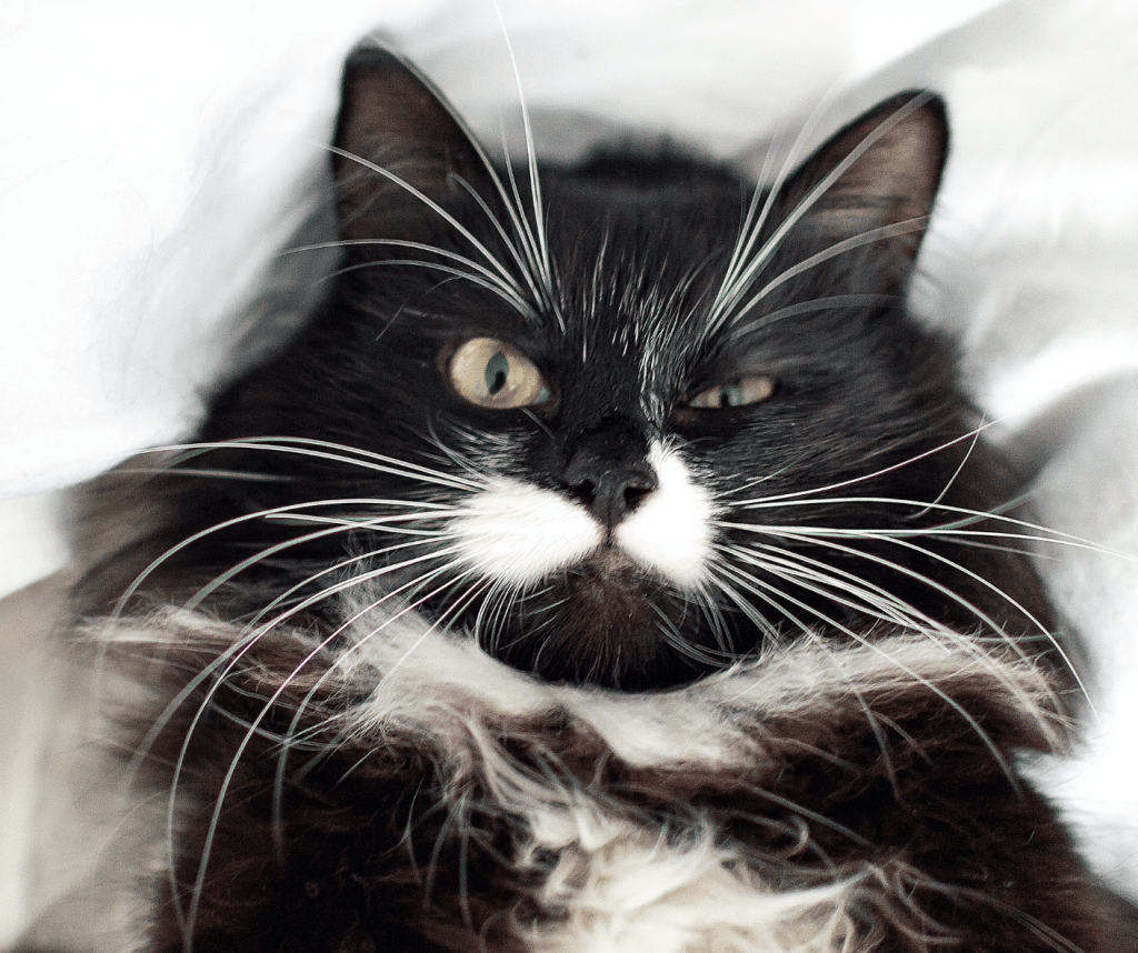 Can Dogs Be Allergic To Cats? Pet To Pet Allergies Explained