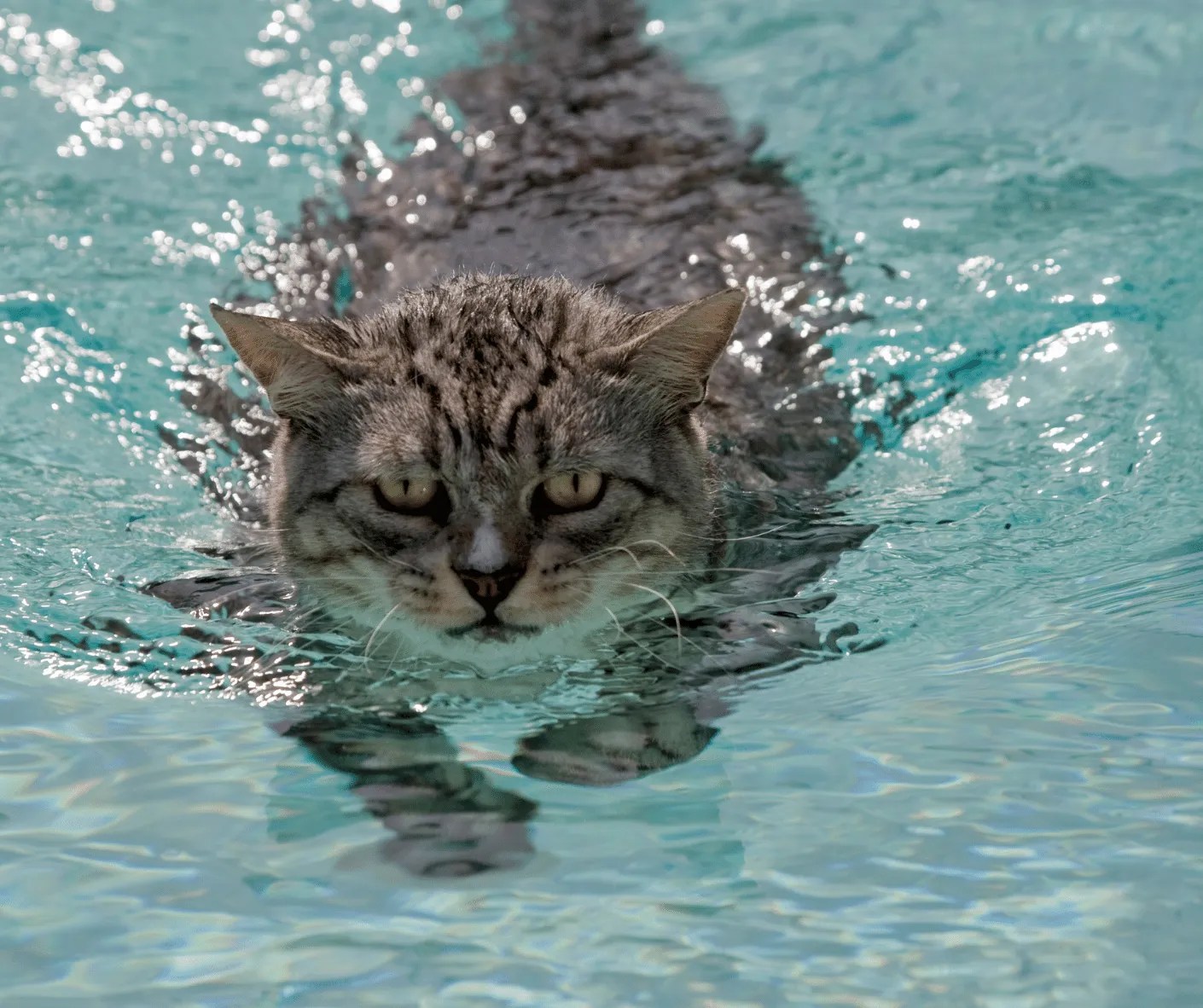 Can Cats Swim? Cat Care Checklist