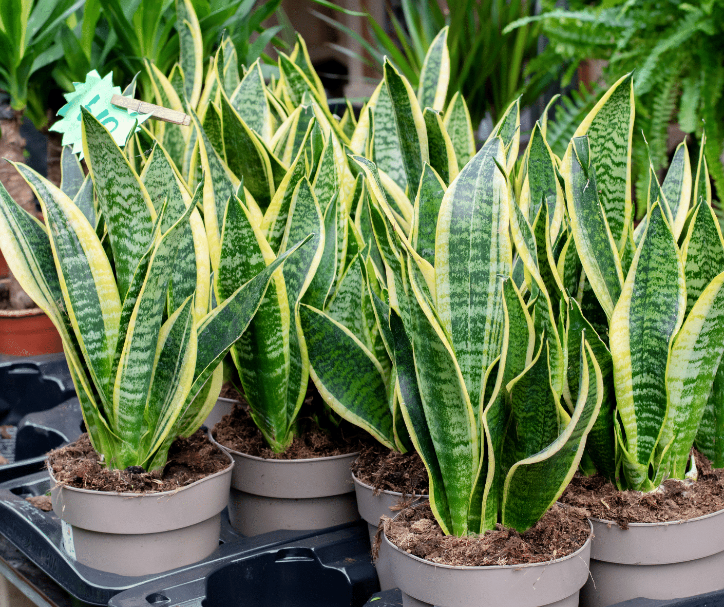 Are Snake Plants Toxic To Cats? The 1 Reason It's Best To Avoid These Plants!