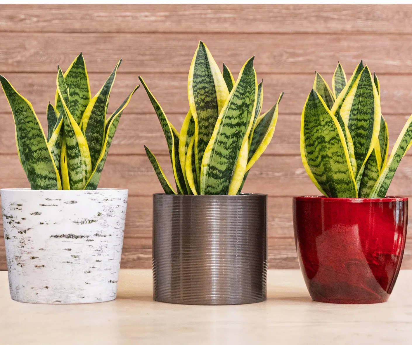 Are Snake Plants Toxic To Cats? The 1 Reason It's Best To Avoid These