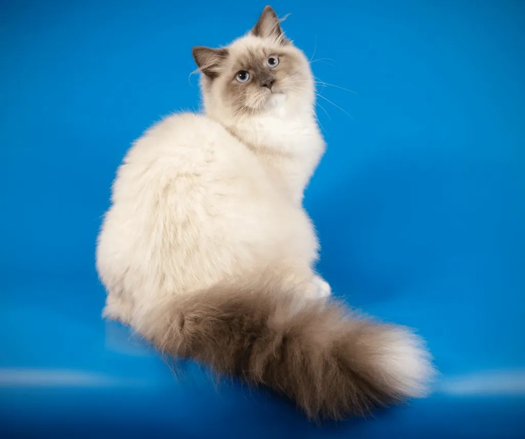Cat Breeds From Russia 5 Unique Cats That Originate From Russia!