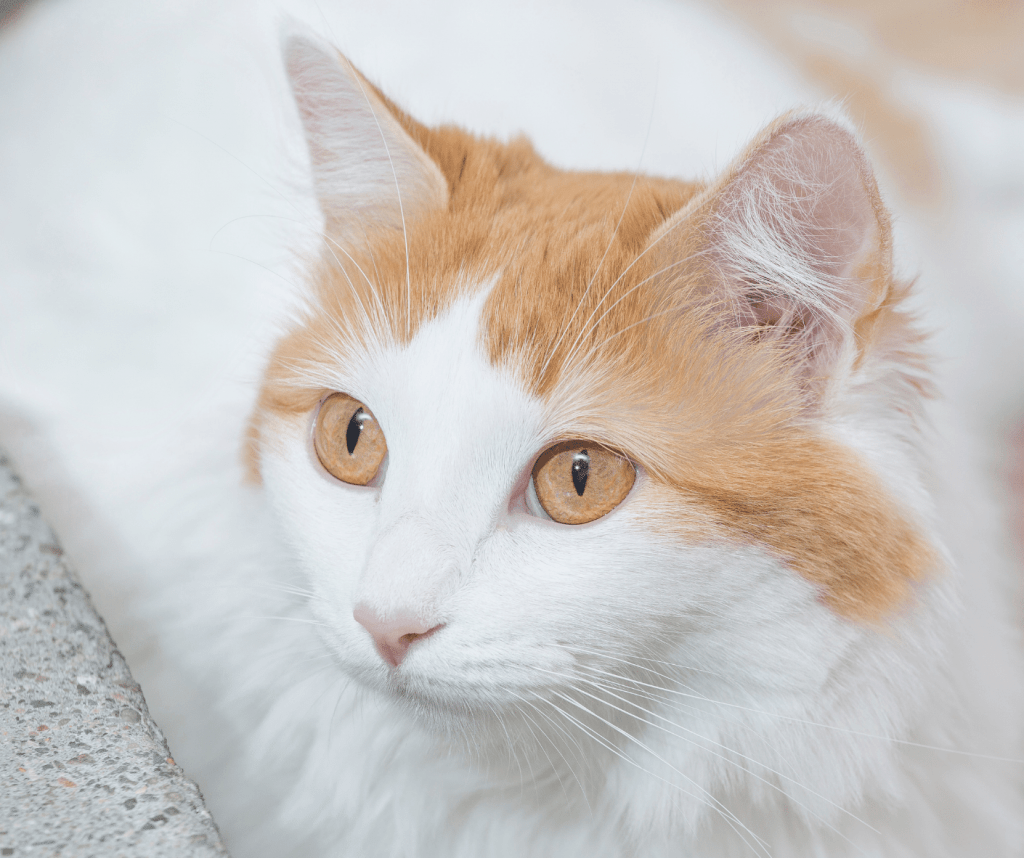 Cat Breeds From Europe 3 Beautiful Breeds Of Cat That Originate From