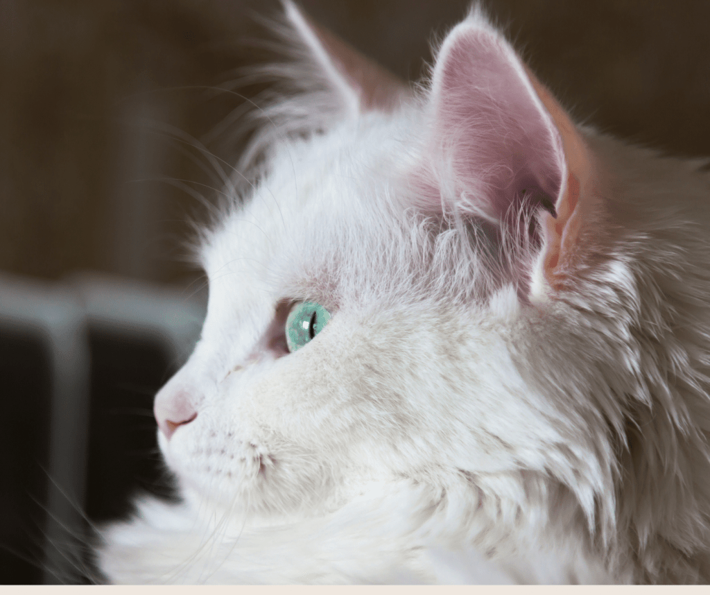 Cat Breeds From Europe 3 Beautiful Breeds Of Cat That Originate From Europe