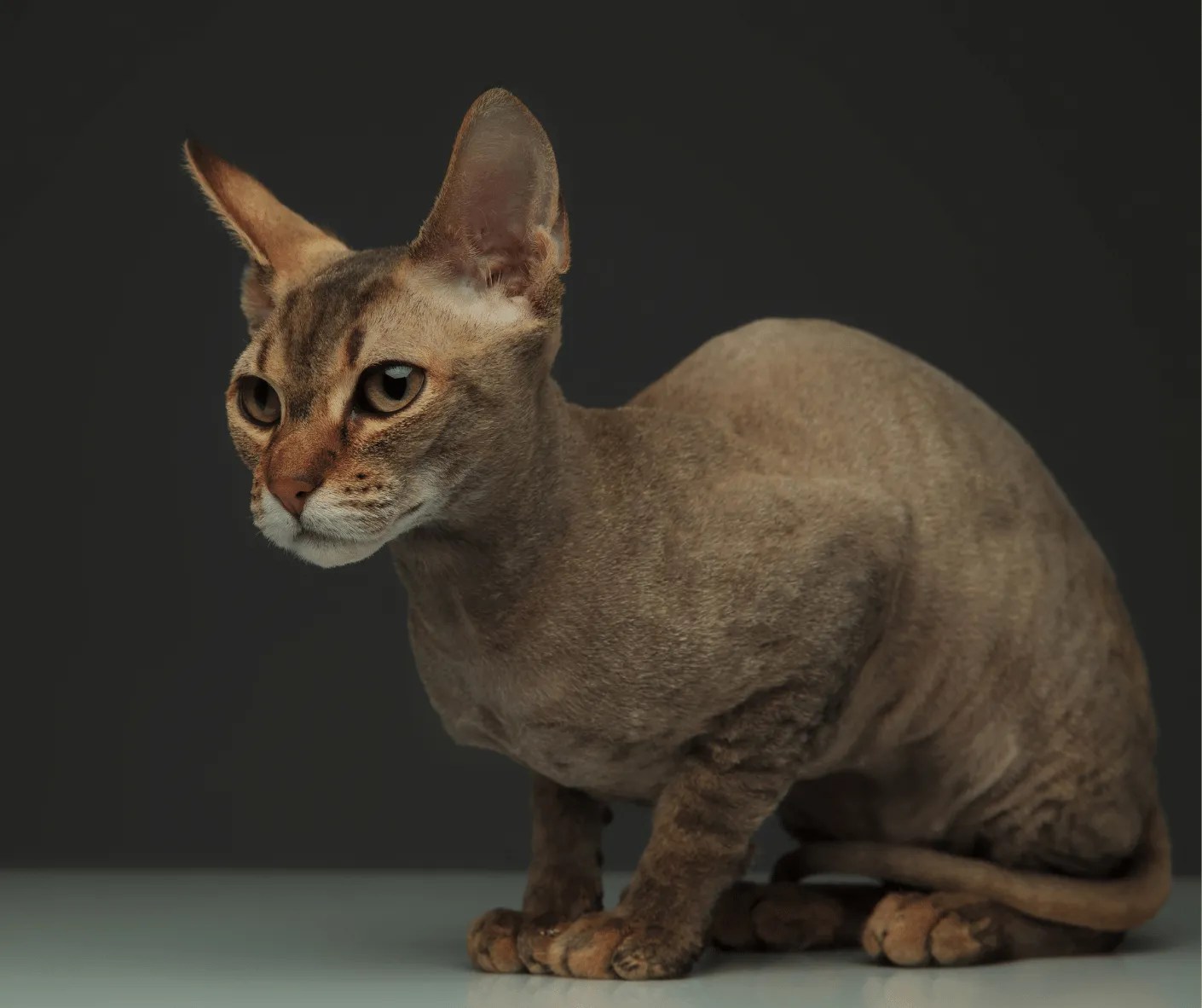 Cat Breeds From Russia 5 Unique Cats That Originate From Russia!