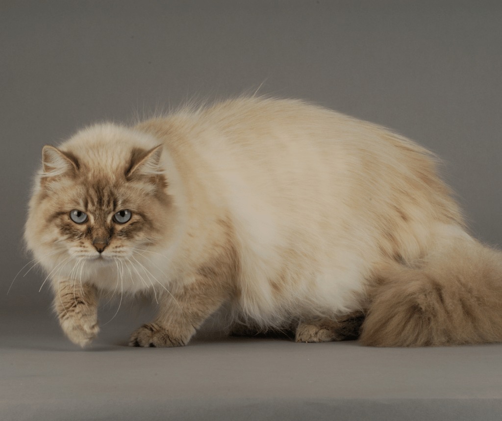 Cat Breeds From Russia 5 Unique Cats That Originate From Russia!