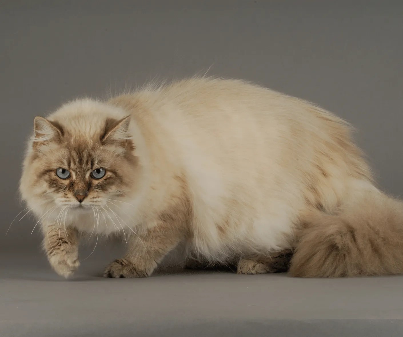 Cat Breeds From Russia 5 Unique Cats That Originate From Russia!