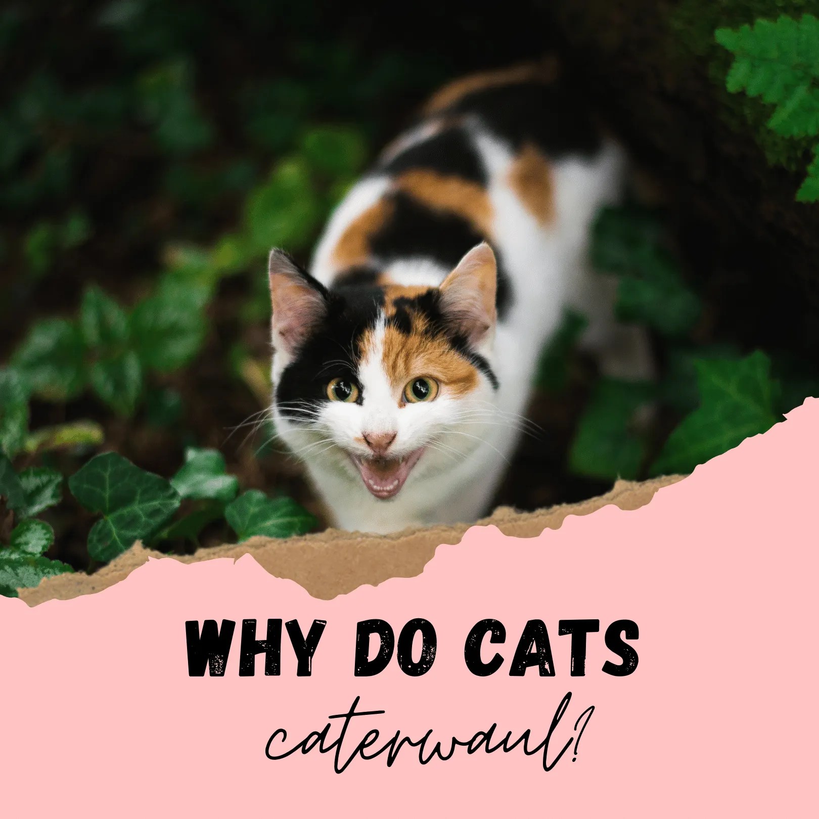 Why Do Cats Caterwaul? 4 Common Reasons For High Pitched Screaming