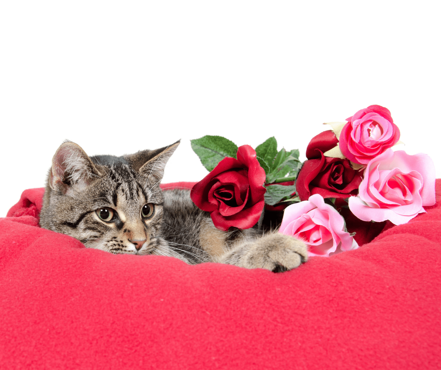 Are Roses Toxic To Cats? Everything You Need To Know About 7 Common Plants
