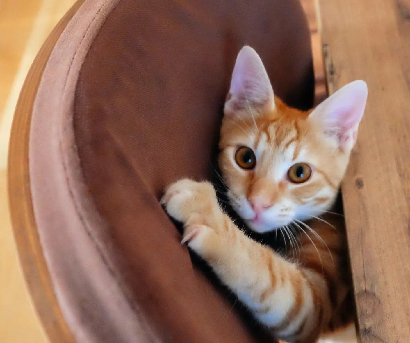 How To Stop Cats Scratching Leather Furniture? 8 Tips!
