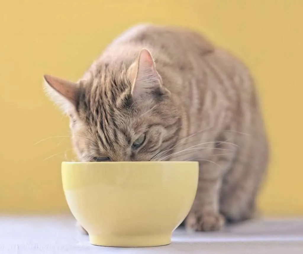 Can Cats Eat Scrambled Eggs? Are Eggs Healthy For Cats