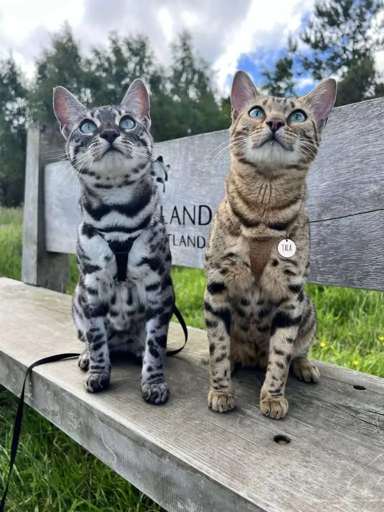 Can You Take Bengal Cats For A Walk Interview With Tala And Mara