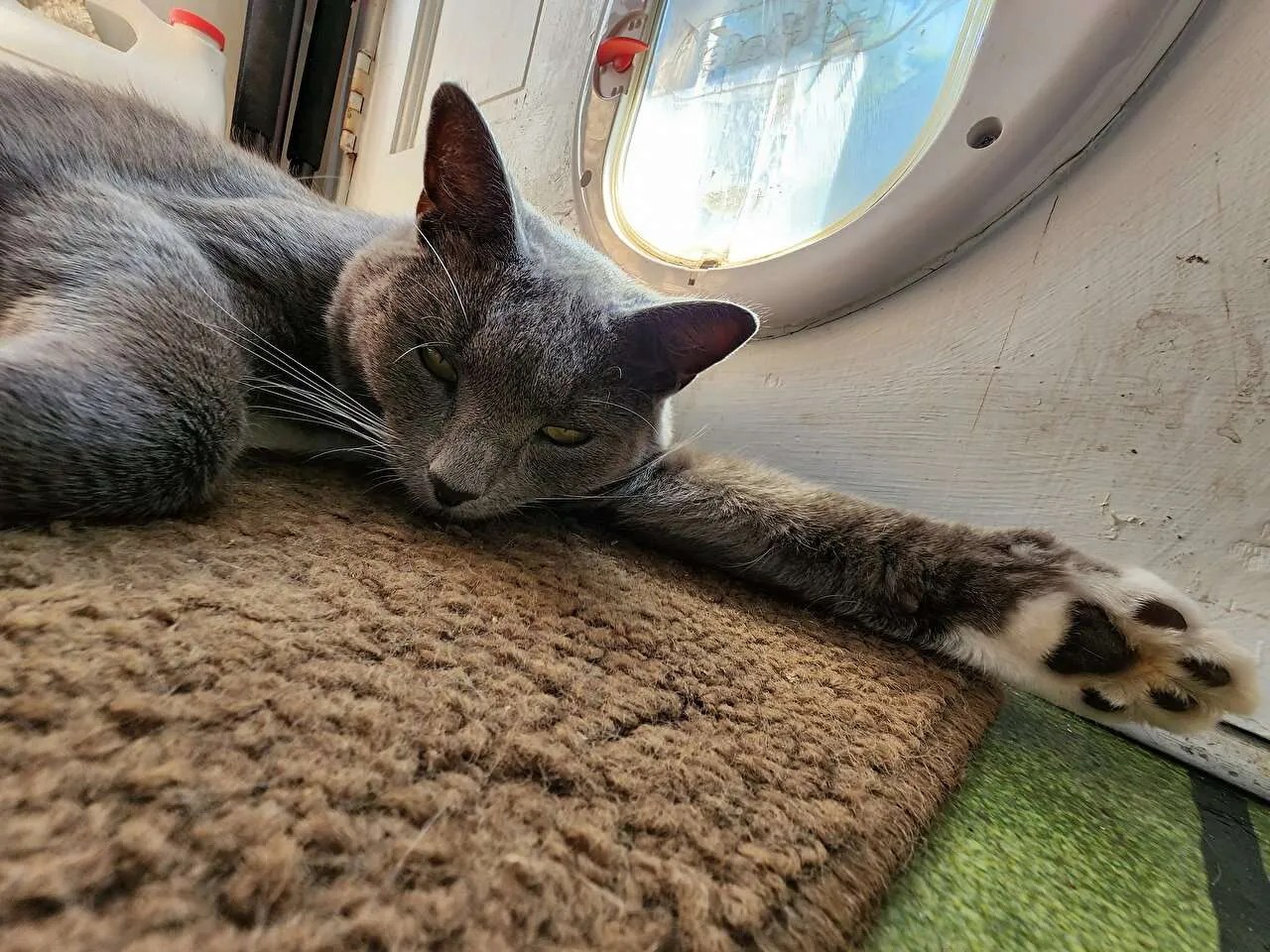 Funny Cat Stories Cats Do The Daftest Things!