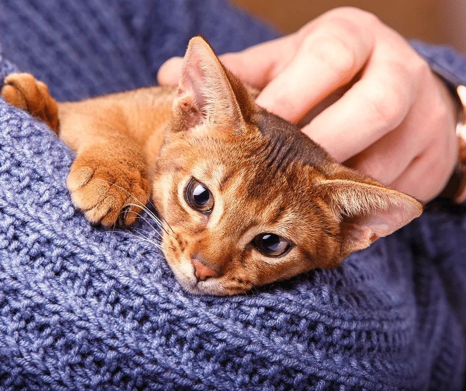 Abyssinian Cat Names 102 African Inspired Names For Kittens