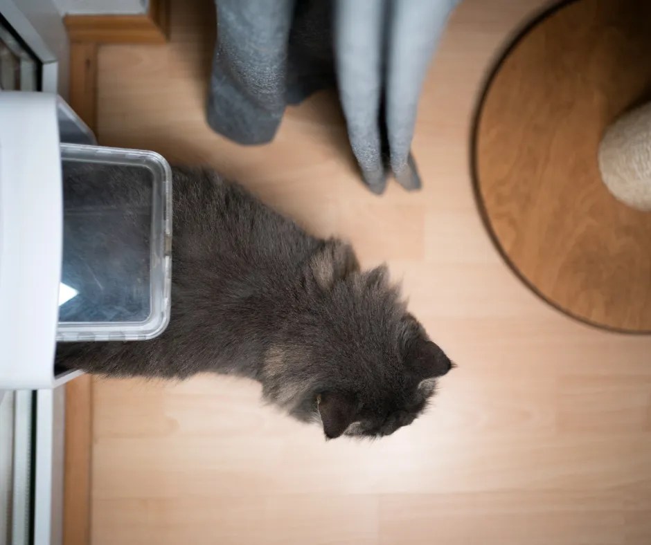 Best Electronic Cat Door Cat Care Checklist