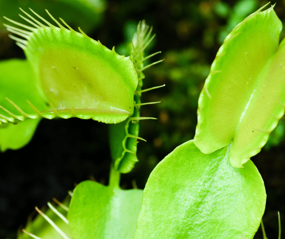Are Venus Fly Traps Toxic To Cats Cat Care Checklist