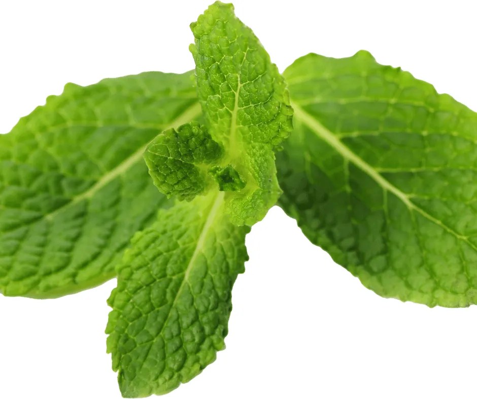 Can Cats Eat Mint Cat Care Checklist