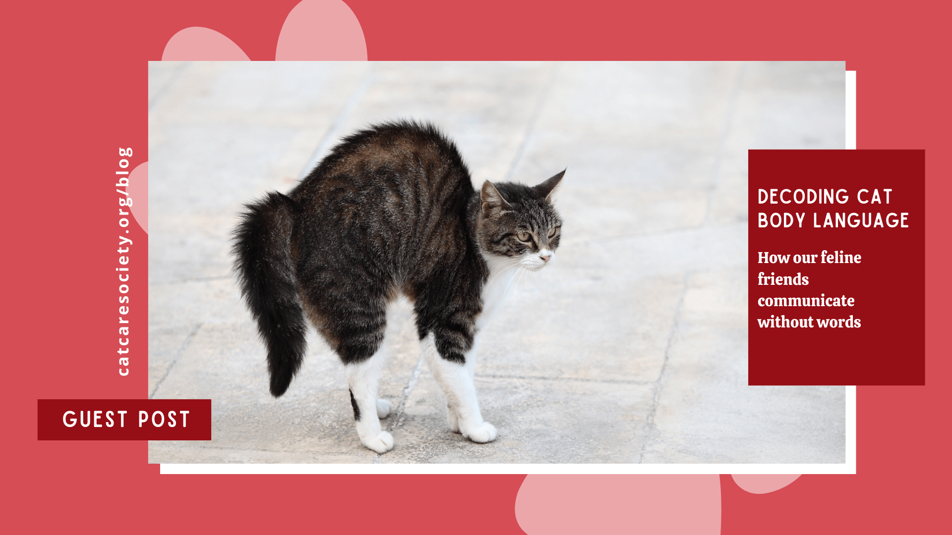 Decoding Cat Body Language Cat Care Society