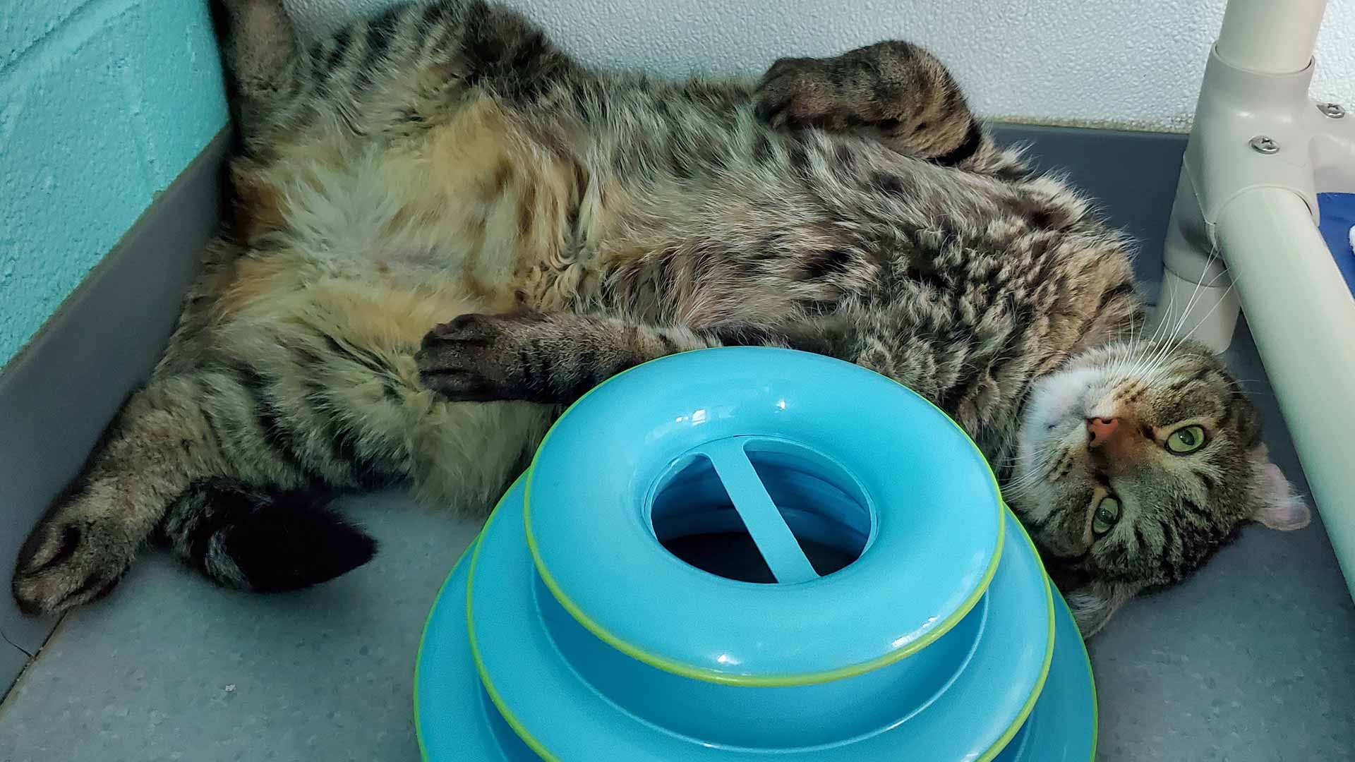 FAQs Cat Care Society