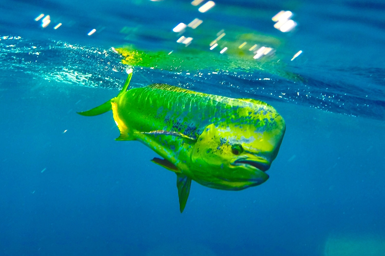 How to catch Mahi in the Florida Keys Florida Keys Fishing Charters
