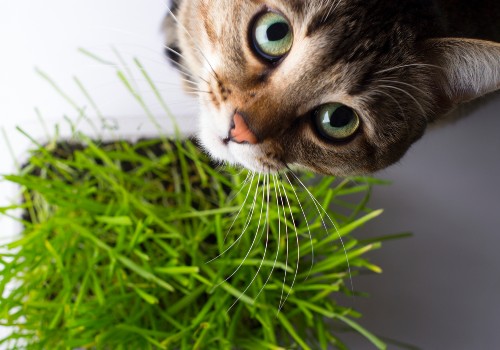Eat Your Greens Why Does My Cat Eat Grass? Cat Checkup