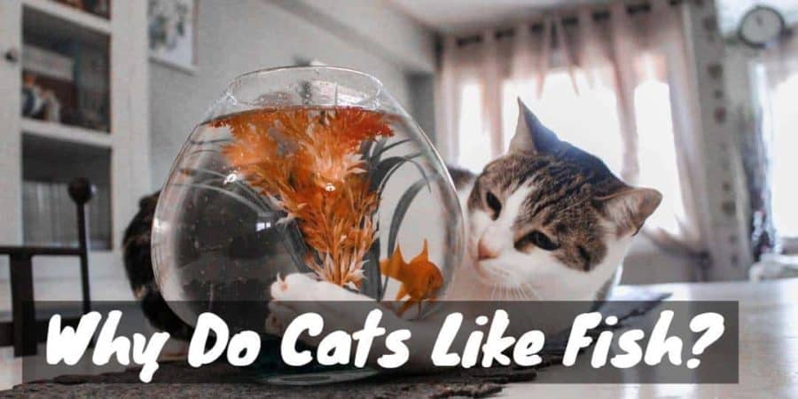 Cats and Seafood: Can Cats Eat Tuna, Salmon, or.