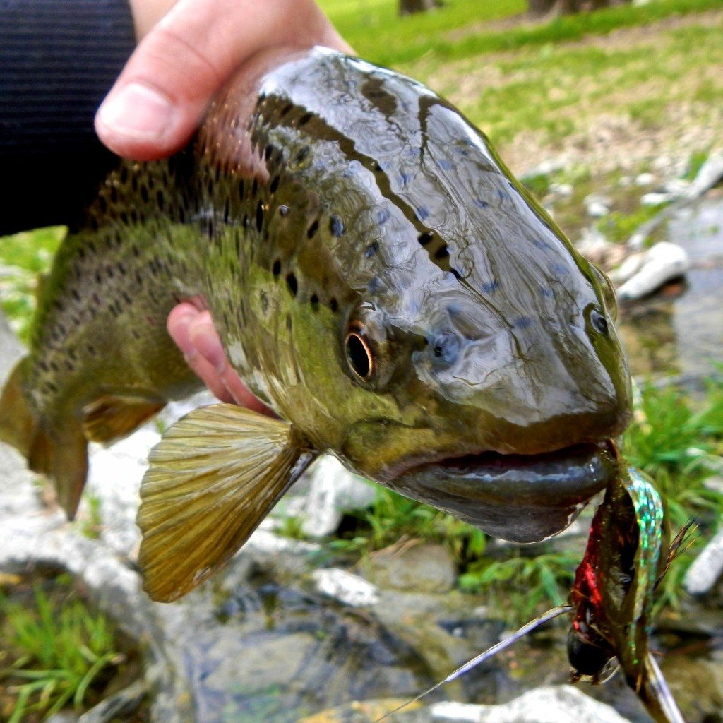 Fly Fishing on the Mad River
