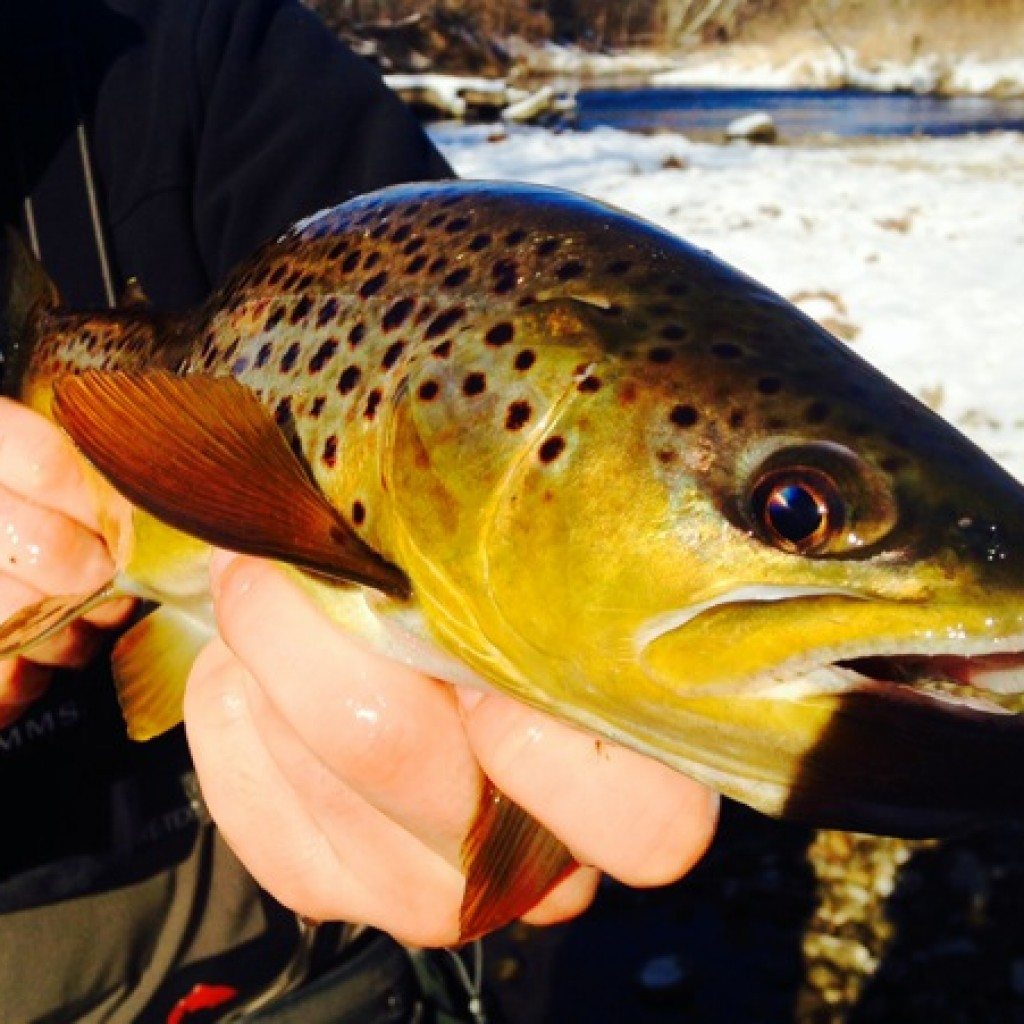 Fly Fishing on the Mad River