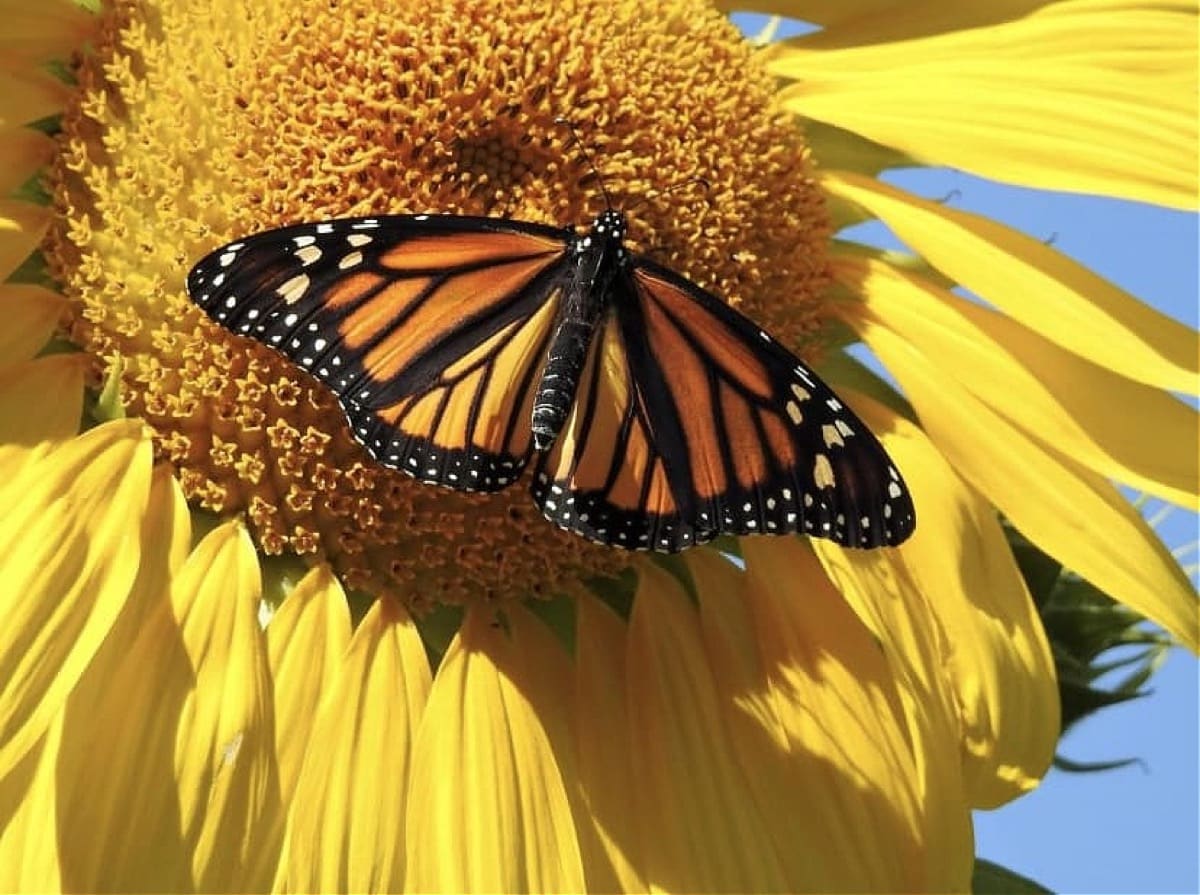 15 Top Pollinator Annuals You Need to Grow Now Catching Spring