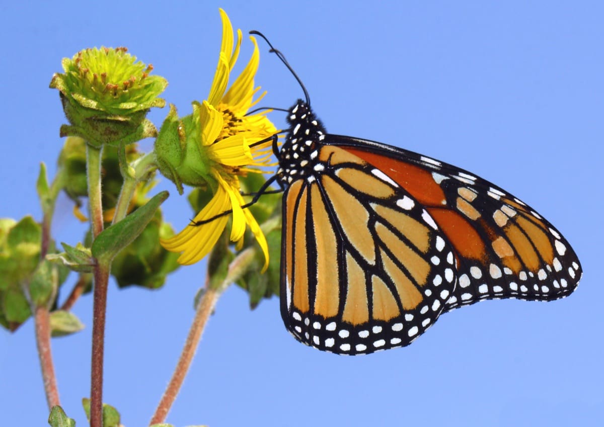 (Over) 60 Host Plants for Attracting Beautiful Butterflies to Your Yard