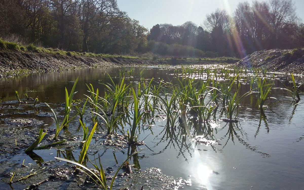 Norfolk Rivers Trust create wetland water treatment facility for