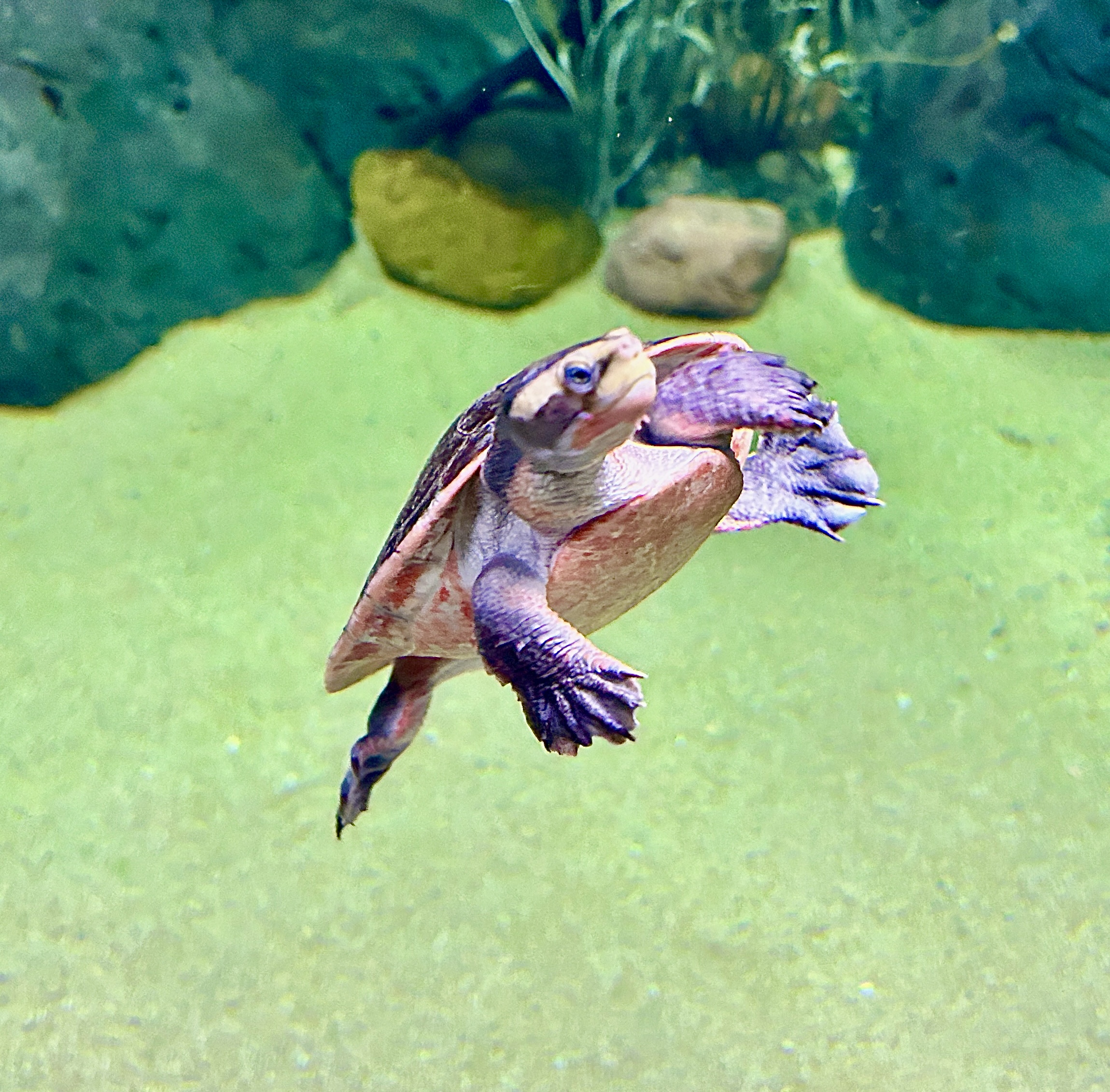 Turning turtle Catchphrase Photos