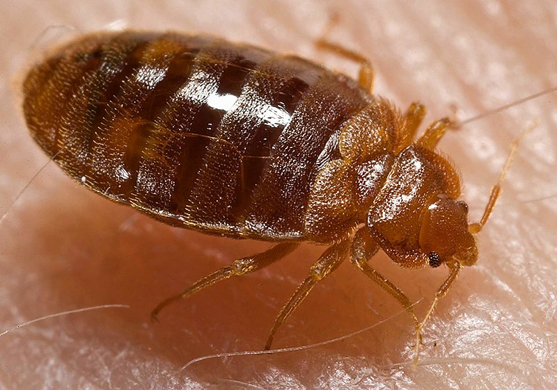 Bed Bugs Asheville