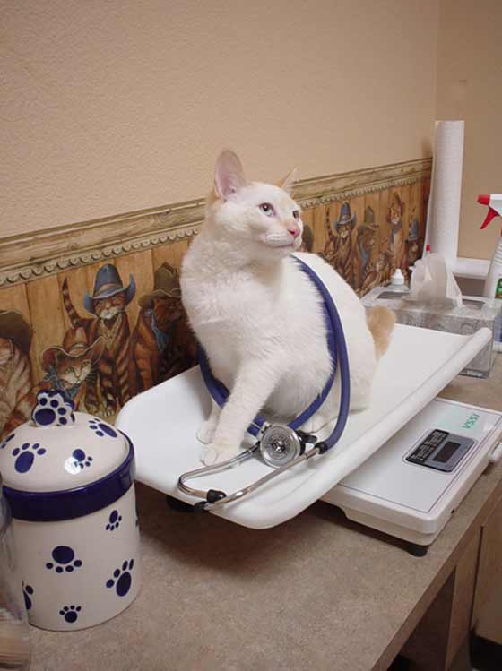 Cat Clinic Virtual Tour Vet Clinic In Iowa City, IA 52240