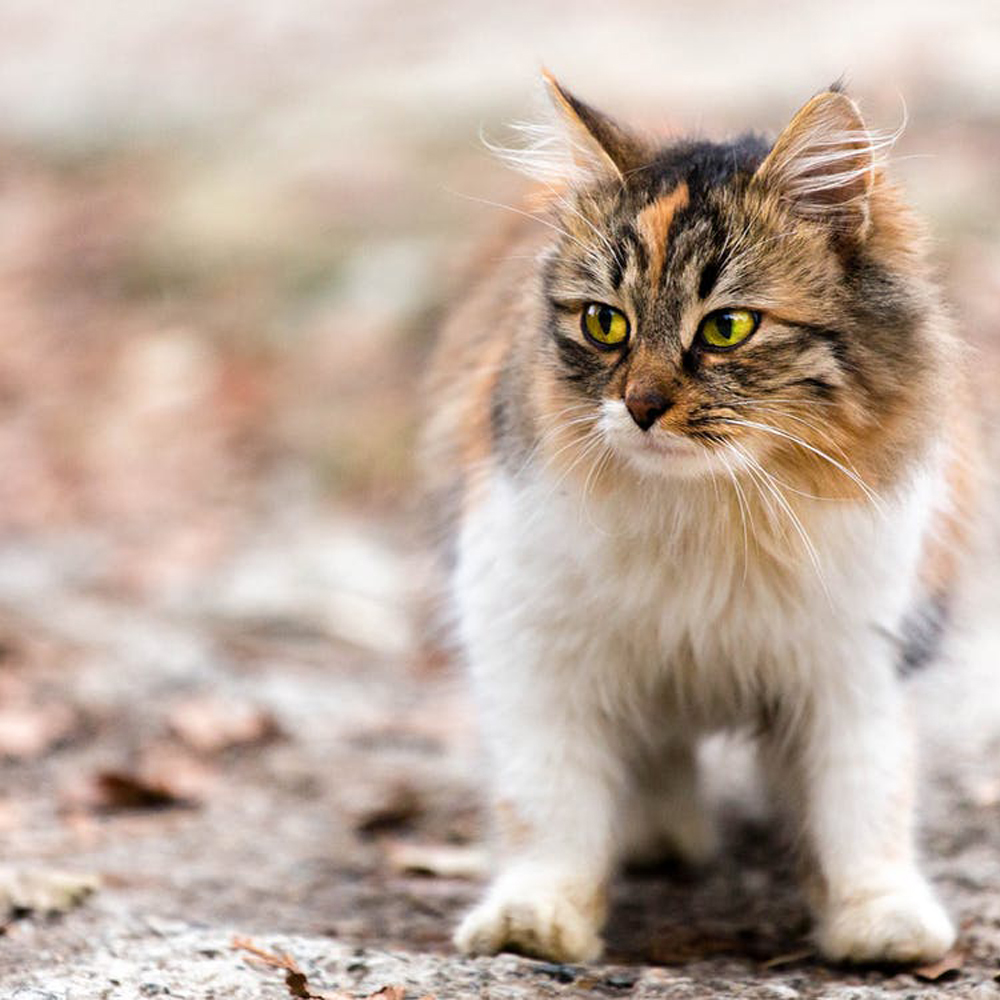 Pet Dentistry Iowa City, IA 52240 Cat Clinic Of Iowa City